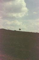 white bird on brown field under white clouds and blue sky during daytime