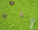 Green beaded flip-flop charm in stunning 18k gold art jewelry