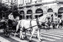 A white horse with black harnesses pulls a carriage past cartier storefronts highlighting fine jewelry trends