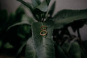 Two mens gold rings on dark green leaf