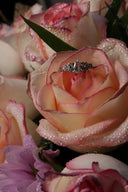 Delicate silver art gold jewelry ring on pink rose petal in jewelry history