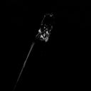 Black-and-white photo of textured flower head evoking cursed gems in 18k gold jewelry