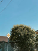 green tree near brown concrete building during daytime