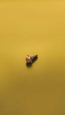 a single leaf on a yellow surface