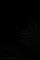 a black and white photo of a palm tree