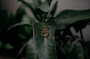 a pair of gold rings sitting on top of a green plant