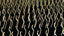a black background with a lot of gold lines