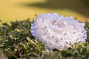 a bouquet of flowers and a wedding ring sits in the grass