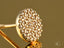 Gold earrings with clustered diamonds from Luxe Brilliance in 18K Yellow Gold Pave design