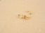 Gold Tiger Stud Earrings from Playful Piglet in Certified 18K Solid Gold Art Jewelry